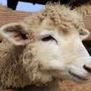 사계절자연방목농장 이미지