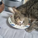 퓨리나동물병원 | 14살 고양이 비야의 말기 췌장암 투병·간병 일기 ③