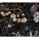 자주색줄낙엽버섯 Marasmius purpureostriatus 이미지