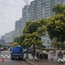 가로수 이미지