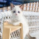 렉돌 냥이 이미지