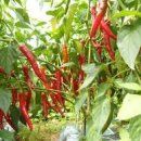 처갓집말뚝 이미지