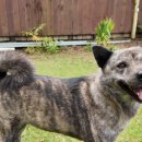 복돌이네 | 박나래의 반려견 복돌이, 진돗개의 매력 — 충성심 깊은 한국 토종견