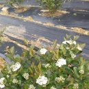 해덕농장 이미지