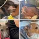 멍멍수제간식 이미지