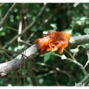 저지오름 이미지