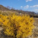 황금슈퍼 이미지