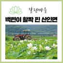 갈전농장 | 백련이 활짝 핀 산인면 갈전마을