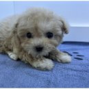 도그마루 이미지