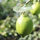 농부의꿈영농조합법인 이미지