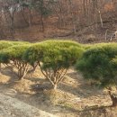 여주-0463 Daum카페