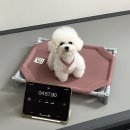대구 달서구 애견유치원 추천｜사회성 훈련부터 분리불안 케어까지 한 번에!