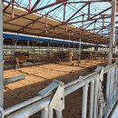 한우축사 이미지