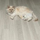 트랙3 | 하남 감성카페 트랙3 후기🧱｜애견동반 가능(내돈내산 찐후기)