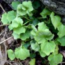 산채마을 능이백숙 이미지