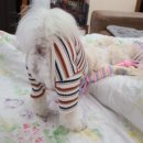 룰루랄라 이미지