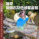 돼지야놀자 | 제주도 2월 여행 휴애리 강아지 동반