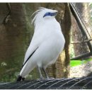 댕기흰찌르레기 Bali Starling 이미지