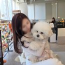 공감헤어아트 - 창원시 마산회원구 | 부겐빌리아 웨딩촬영 준비 | 아트원영 헤어변형 후기 (신랑 헤변 추천)