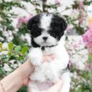 미유펫 강아지고양이 구미점 이미지