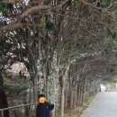 부산 영도 태종대 | [부산 영도] 태종대 다누비열차 후기 : 봄바람 맞으며 가족 나들이 + 태종사 연등 예약