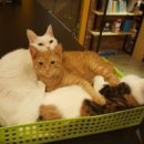 고양이다락방 이미지