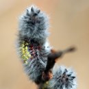 강아지봄 이미지