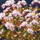 햇살다육꽃사랑 | 햇살을 머금은 황금빛 힐링 식물 염좌의 모든 것.