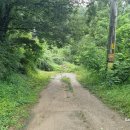 오븐마루가평설악점 | 오지산행후기(1371차) 가평 꽃송이버섯(Ⅵ) 2026.07.10(금)