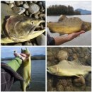 Canadian Pink Salmon Turning Yellow Inside and Out – Radiation Suspected 이미지