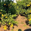 귤익는 마을 이미지