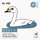 백조미트