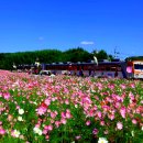 코스모스여화 이미지