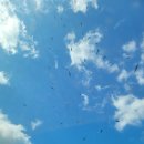 고성식당 | 경남 고성 독수리식당 겨울 탐조 후기: 몽골에서 날아온 독수리 월동지