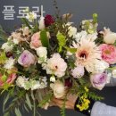 타마시플로라