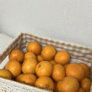서귀포감귤 | 전기장판 필수템｜제주 서귀포 감귤 후기 노지감귤은 역시 제주재주