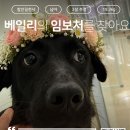 베일리/남아/2살 이미지