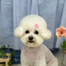 몽개구름 이미지