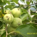 와촌농장 이미지