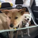 주주동물종합병원 이미지