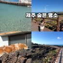 제주 월령리 선인장군락 | 제주 선인장마을 제주 월령리 선인장 군락 군락지 월령포구 볼거리 추천