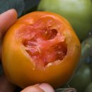 광록농장 | 사과농법으로 키운 유기농거봉포도/유기농 햇토란대