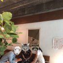 박효리군 동물병원 이미지