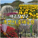 두류공원로 | 옥연지 송해공원 대구 달성군 튤립 명소 실시간 개화상태 4월 꽃구경 가족 나들이 추천