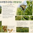 꼬리명주나비와 쥐방울덩굴 이미지
