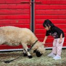 안성 서면농장 | 10월 가볼만한곳 아기랑 안성팜랜드 가족나들이 추천코스