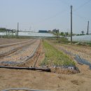 목화농원 이미지