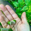 계룡산 갑사자동차야영장 이미지