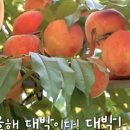 맥반골농원 이미지