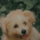 김포씨엘동물의료센터 이미지